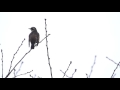 ツグミ dusky thrush の鳴き声。2015 11 23