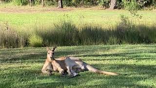 Growling Kangaroo