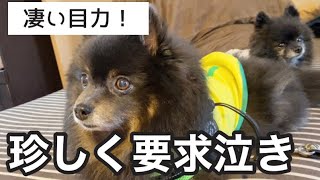 ポメラニアン言いたいことがあるの！【犬vlog】#ポメラニアン#ブラックタンポメラニアン