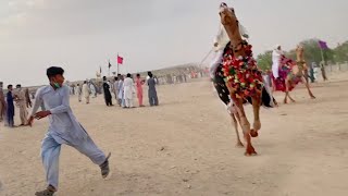 #Camel #Attacks on boy during race in festival || Camel videos || camel festival