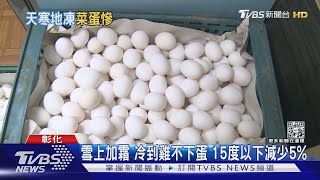 雪上加霜 冷到雞不下蛋 15度以下減少5%｜TVBS新聞