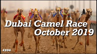 Dubai Camel Race 2019 October | Full Video | Dubai National Sports | Dubai Must See Do |  Attraction