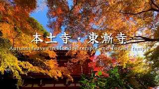 4K UHD Autumn leaves at Hondo-ji Temple and Tozen-ji Temple/本土寺と東漸寺の紅葉