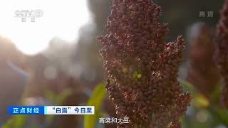 [正点财经]“白露”今日至 蒹葭苍苍 白露为霜|CCTV财经