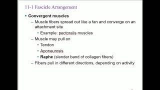 Bio233 A\u0026P 1 Lecture  Chapter 11 Muscles classification 2023