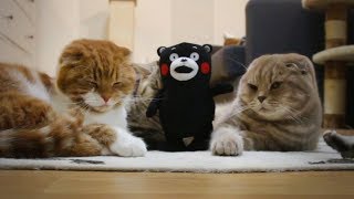 Making friends with Kumamon [SURI\u0026NOEL CAT's STORY]