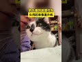 奶牛猫的迷惑行为，这头甩起来像直升机 猫咪 猫咪的迷惑行为 这速度太快了