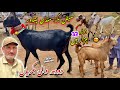 Dairy Goats New Updates 2024 | Saifan Bakra Mandi Peshawar | Khyber Social Tv