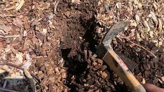 Permaculture Lawn Erasing - Wood Chips work FAST!