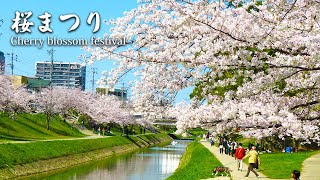 【Cherry blossom festival】Vibrant cherry blossom festival at Okazaki Park. ～岡崎公園の桜まつりが盛況～