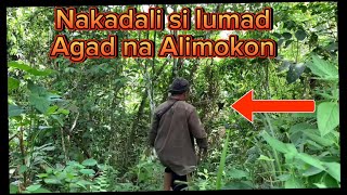 Unang sabak ni lumad na Alimokon