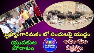 బ్రహ్మంగారిమఠం లో పందుల నిర్ములనపై యుద్ధం చేస్తున్న స్థానిక యువకులు, పట్టించుకోని అధికారులు,