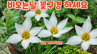 비오는날 #꽃구경 하시면서 #화초관리 알아보아요