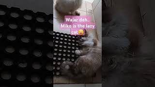 Miko is lazycat🥲