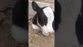 Sütü çok kaçırınca buzağı #buzağı #cow #calf #kuh #shortvideo #keşfet #animals #inek #animalcow