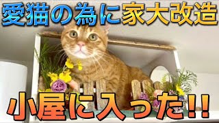 猫の為に家大改造計画！ようやくモカちゃんが小屋に入ってくれました