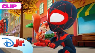 MARVEL SPIDEY Y SU SUPEREQUIPO: Conoce a los nuevos amigos de Spidey 🕷️ | @DisneyJuniorES