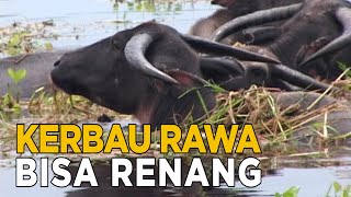 Wah ternyata kerbau rawa bisa berenang juga | JELANG SIANG