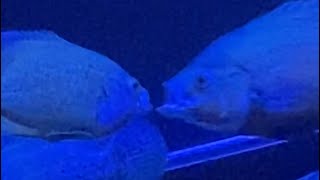 What is this behaviour? 😂 #oscarfish at night #shorts #aquariumhobby #aquarium #fish #fishfight