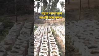 বস্তায় আদা চাষে আগ্রহী হচ্ছে কৃষক।। #viral #shortsvideo