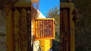 Пчелы к зиме готовы #hive #пчеловодство #honey #bee #мед #топ #улей #варре #warre #пчелы #золото