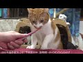 【猫日記】おやつの日 the day cats eat cat snack　2021.11.14