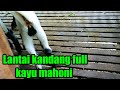 Lantai kandang kambing kayu mahoni usia +- 4tahun