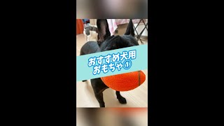 【犬との暮らし】おすすめ犬用おもちゃ① #shorts