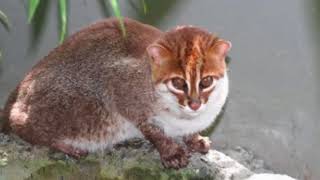 Fantastic Little-Known Felines Flat-Headed Cat || Facts Academy Video