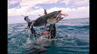 Huge Black Spot Tusk fish, Big Spanish, sharks and shenanigan's