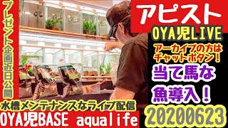 【OYA児LIVE】アピストマンションAPMSに当て馬導入！OYA児BASEリビングの多段循環式オーバーフロー水槽メンテ雑談LIVE／アロワナ、古代魚、キンペコ【APMS】20200623