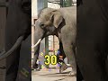 elephantのドローナくん🐘完璧だねー💯【筋トレ】 のんほいパーク ゾウ 豊橋動物園