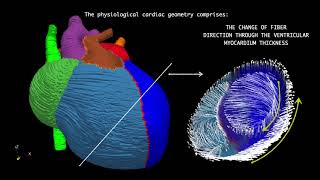 Electro-Fluid-Mechanics of the Heart