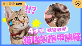 【獸醫貓咪剪指甲教學】第一次幫貓咪剪指甲就上手！超簡單4步驟教學｜寵物圈圈保健室Ep.19 妞新聞