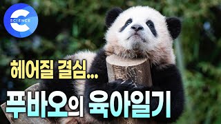 푸바오는 왜 중국으로 돌아가야할까? 🐼 사랑둥이 푸바오의 성장일기 | 푸바오와 헤어질 시간 | 지식채널e