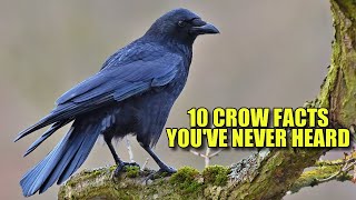 CROW (10 Facts You NEVER KNEW)