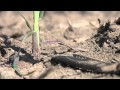 Farm Basics #683-When A Crop Becomes A Weed (Air Date 5/8/11)