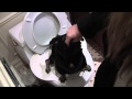 Teach Dog To Use Toilet - Smart Pug Uses Real Toilet So Cute!