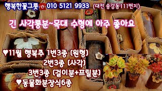 소형 롱다육화분🍁국산행복추 원형/사각/걸이분+프릴분♥동물화분장식6종🍁목대긴 다육 심으니 너무나 멋스럽고 분위기 있고 예뻐요succulents  plant 多肉植物