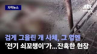 [자막뉴스] 검게 그을린 개 사체, 그 옆엔 '전기 쇠꼬챙이'가…잔혹한 현장  / JTBC News