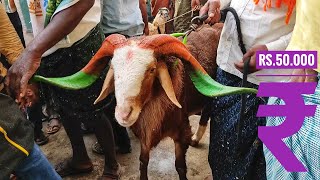 sheep in Yemmiganur market // biggest size sheeps