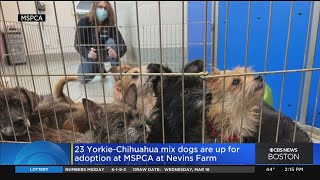 23 Yorkie-Chihuahua Mix Dogs Up For Adoption With MSPCA