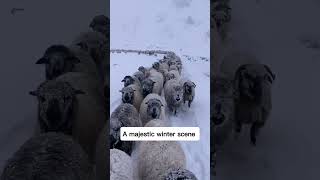 #snow #sheep #amazing