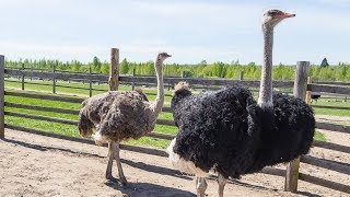 Как разводят страусов в Псковской области