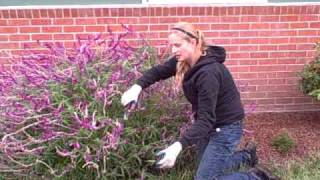 How To Prune a Mexican Bush Sage or Salvia leucantha.AVI