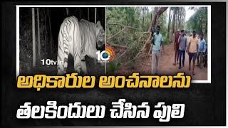 అధికారుల అంచనాలను తలకిందులు చేసిన పులి | Tiger Hulchal at Kakinada | 10TV