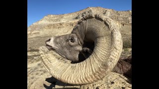 GIANT UTAH DESERT BIGHORN 2020