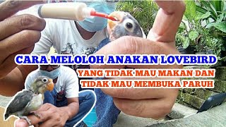 MELOLOH ANAKAN LOVEBIRD YANG SUSAH MAKAN DAN TIDAK MAU MEMBUKA PARUH