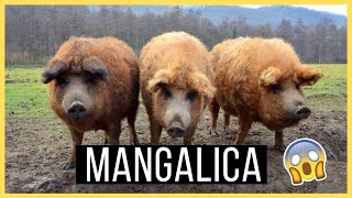 El INCREIBLE  cerdo con piel de oveja | MANGALICA |