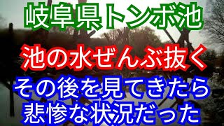 池の水ぜんぶ抜くのその後 水中にカメラを入れてみた